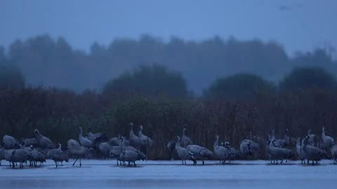 Common Crane, Grus grus, big bird in the nature habitat, Białowieża National Par Stock Footage 164299204