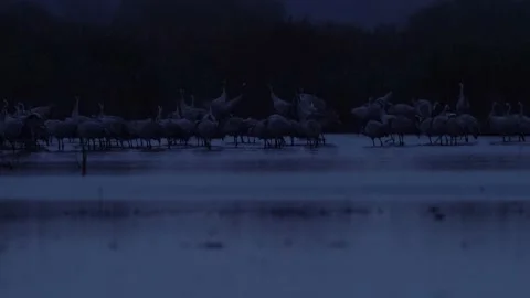 Common Crane, Grus grus, big bird in the nature habitat, Białowieża National Par Stock Footage 164299455