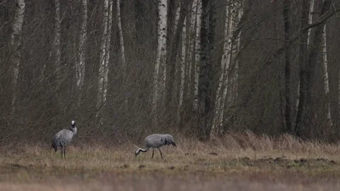 Common Crane, Grus grus, big bird in the nature habitat, Bialowieza NP, Poland.  Stock Footage 171312571