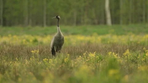 The Common Crane (Grus grus) Bird Searching For Food In The Field Stock Footage 241306938