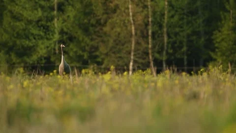 The Common Crane (Grus grus) Bird Searching For Food In The Field At Sunset Stock Footage 241308882