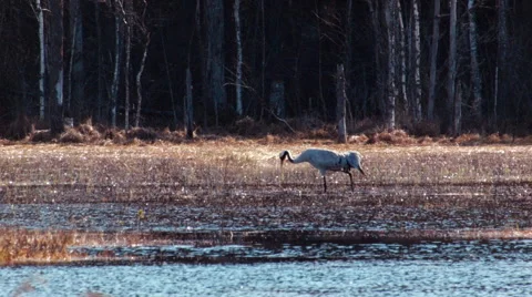 Common crane Grus grus is busy and graceful out in the swamp Video stock 64239874