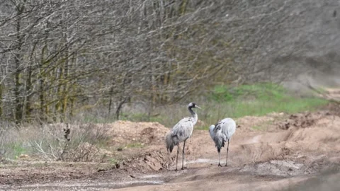 Common crane Grus grus couple walks in the meadow Video stock 270601000