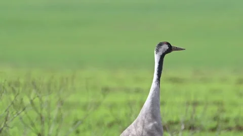 The common crane Grus grus couple walks in the meadow. Stock-Footage 273477355