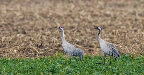 Common Crane (Grus grus) in field against blurred field agriculture remains,  Stock Photos