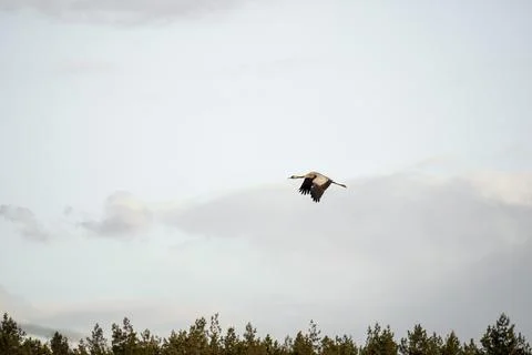 Common crane (Grus grus) in flight. A silhouette of crane in flight Foto stock
