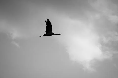 Common crane (Grus grus) in flight. A silhouette of crane in flight Stock Photos