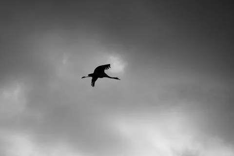 Common crane (Grus grus) in flight. A silhouette of crane in flight Foto stock