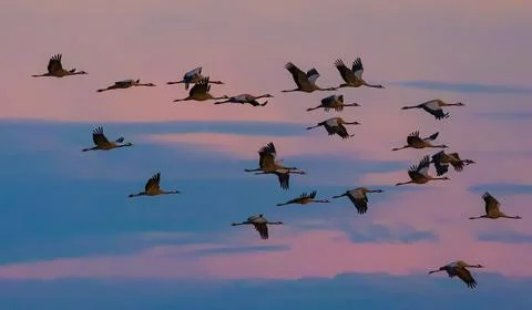 Common Crane (Grus grus) in flight against sunset cloudy sky, Podlaskie Voivo Stock Photos