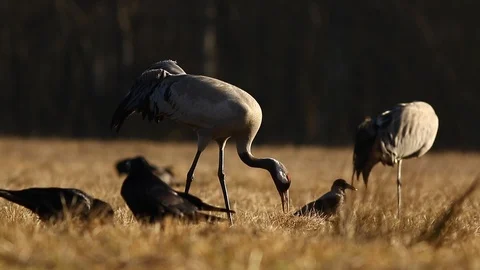 Common crane (Grus grus) Stock Footage 103809966