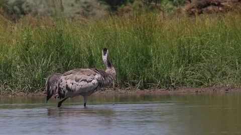 Common crane (Grus grus) Video stock 124866028