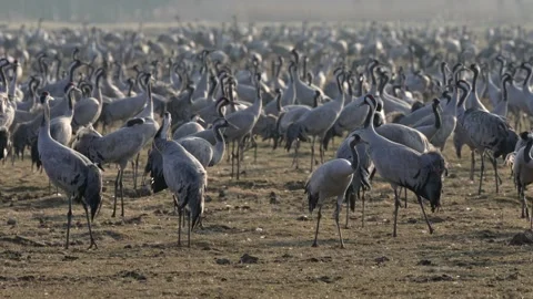 Common crane (Grus grus) Stock Footage 193650206
