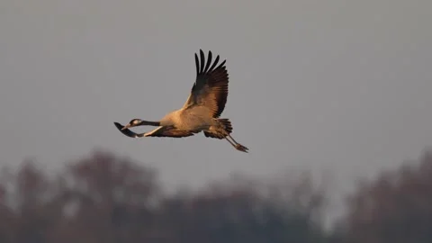 Common crane (Grus grus) Stock Footage 193654383