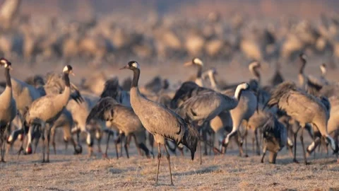 Common crane (Grus grus) Stock Footage 193659380