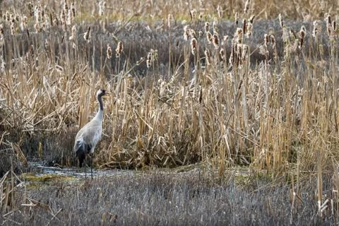 Common crane, Grus grus, in its natural breeding habitat Stock Photos