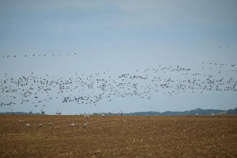 Common crane grus grus migrating south feeding in autumn times on fields Stock Photos