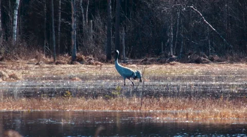 Common crane Grus grus is minding her own business Video stock 64240063