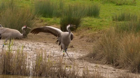 Common crane Grus grus pair on sandy ground Stock Footage 82654932