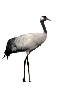 Common crane, Grus grus Stock Photos