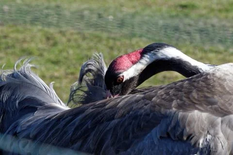 Common crane (Grus grus) Stock Photos
