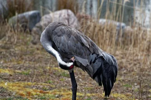 Common crane (Grus grus) Stock Photos