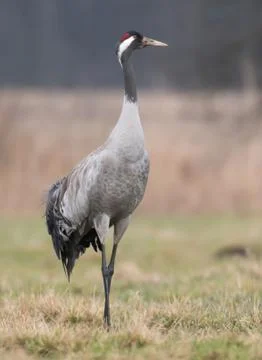 Common crane (Grus grus) Stock Photos