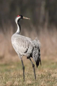 Common crane (Grus grus) Stock Photos