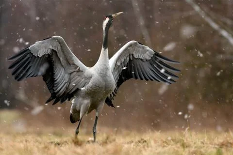 Common crane (Grus grus) Stock Photos