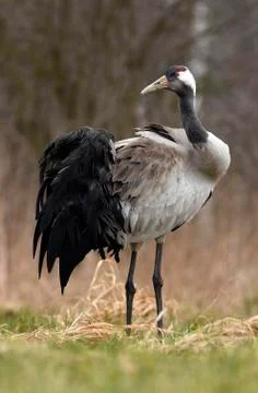 Common crane (Grus grus) Stock Photos