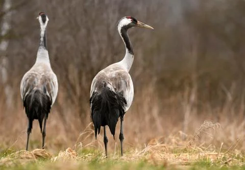 Common crane (Grus grus) Stock Photos
