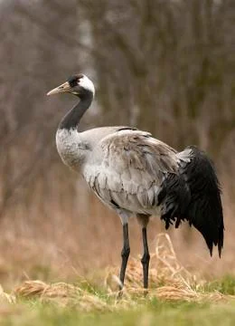 Common crane (Grus grus) Stock Photos
