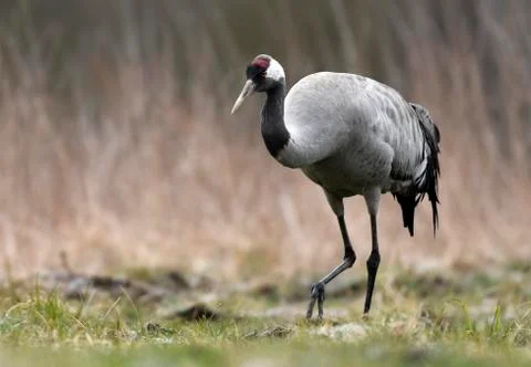 Common crane (Grus grus) Stock Photos