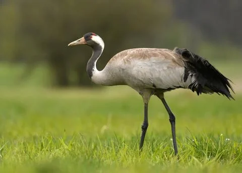 Common crane (Grus grus) Stock Photos
