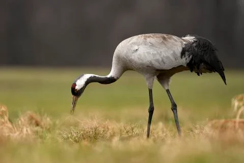 Common crane (Grus grus) Stock Photos