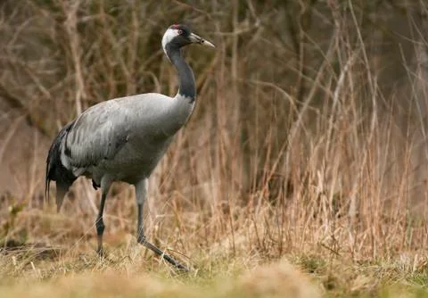 Common crane (Grus grus) Stock Photos