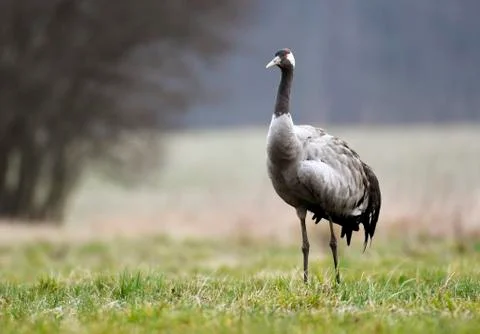 Common crane (Grus grus) Stock Photos