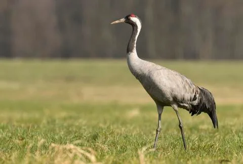 Common crane (Grus grus) Stock Photos