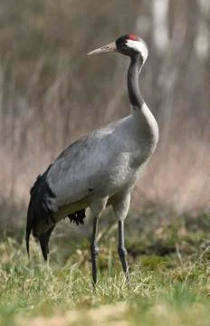 Common crane (Grus grus) Stock Photos