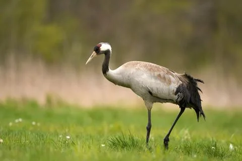 Common crane (Grus grus) Stock Photos
