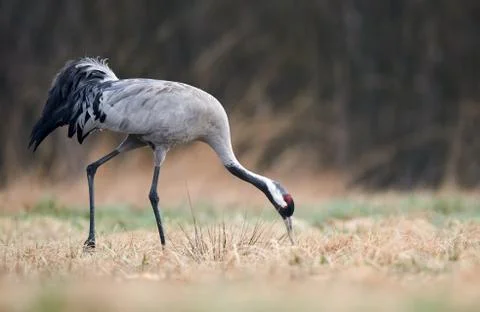 Common crane (Grus grus) Stock Photos
