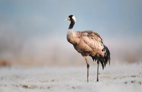 Common crane (Grus grus) Foto stock