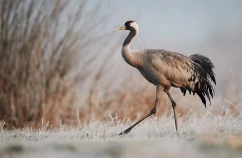 Common crane (Grus grus) Stock Photos
