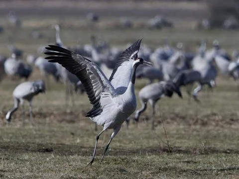 Common crane (Grus grus) Stock Photos