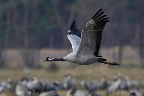 Common crane (Grus grus) Stock Photos
