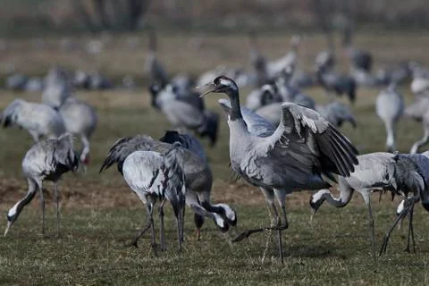Common crane (Grus grus) Stock Photos