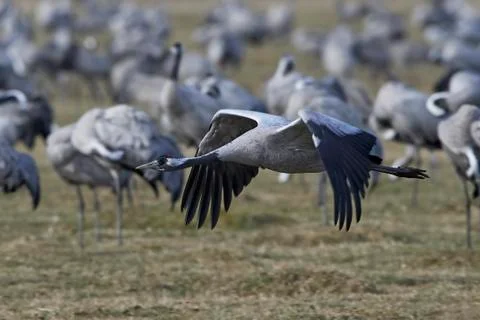 Common crane (Grus grus) Stock Photos