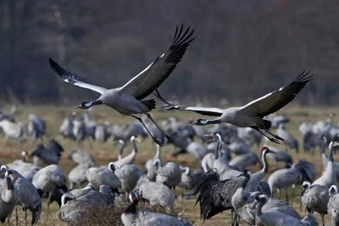 Common crane (Grus grus) Stock Photos
