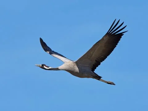 Common crane (Grus grus) Stock Photos