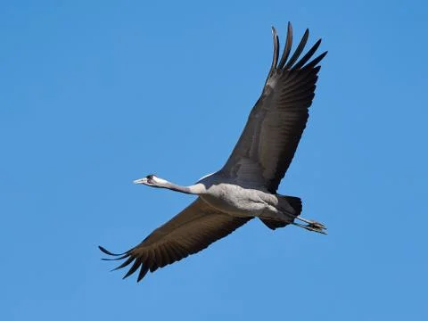 Common crane (Grus grus) Stock Photos