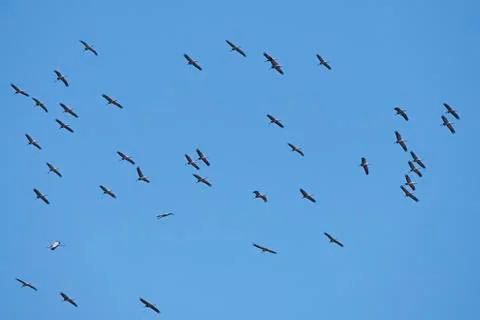 Common crane (Grus grus) Stock Photos